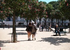 Pétanque entre amis 