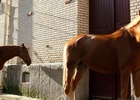 Cavalerie de la Garde Républicaine
