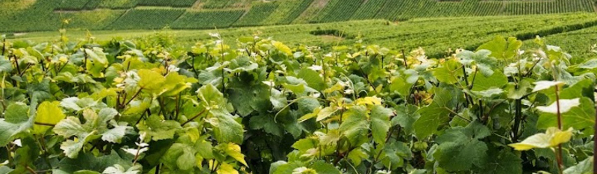 Champagne Day trip (7h30)