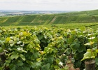 Champagne Day trip (7h30)